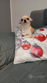 Chihuahua maschio disponibile per monta