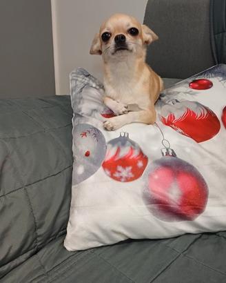 Chihuahua maschio disponibile per monta