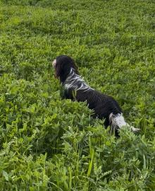 Setter inglese