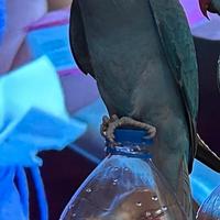 Parrocchetto dal collare