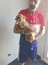 Coppia cihuahua