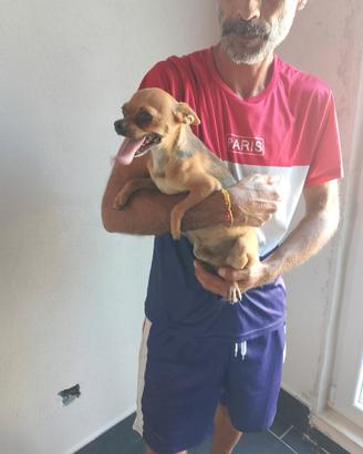 Coppia cihuahua