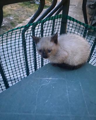 Gattina