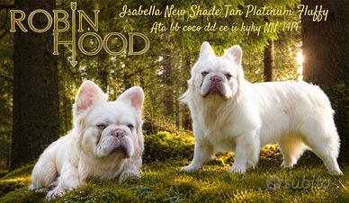 Bulldog francese new Shade fluffy