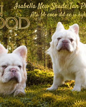 Bulldog francese new Shade fluffy