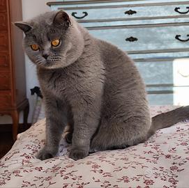 Gatto british