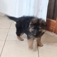 Disponibili cuccioli di pastore tedesco
