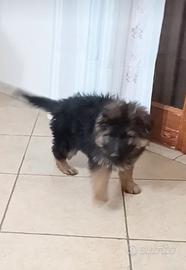 Disponibili cuccioli di pastore tedesco