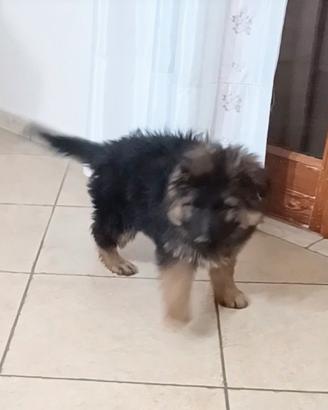 Disponibili cuccioli di pastore tedesco