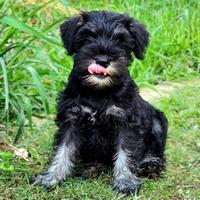 Schnauzer nani nero argento ultime 2 disponibili