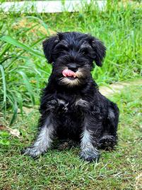 Schnauzer nani nero argento ultime 2 disponibili