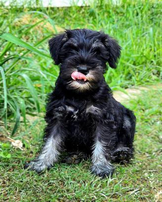 Schnauzer nani nero argento ultime 2 disponibili