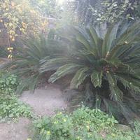 cicas grandi e piccole