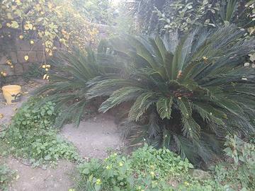 cicas grandi e piccole