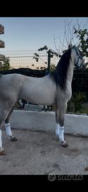 Cavallo arabo