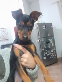 Cucciolo di pinscher nano maschi 5 mesi