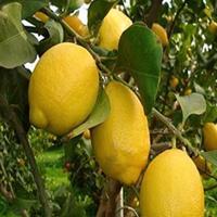 Piante di limoni bellissime