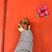 Cucciolo di maltipoo