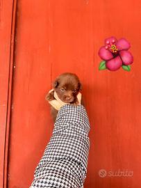 Cucciolo di maltipoo