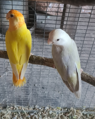 Inseparabile