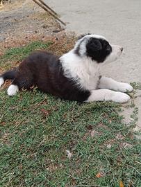 cucciolo border collie 