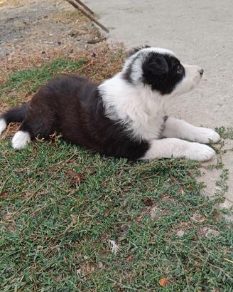 cucciolo border collie 