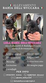 Bulldog Francese