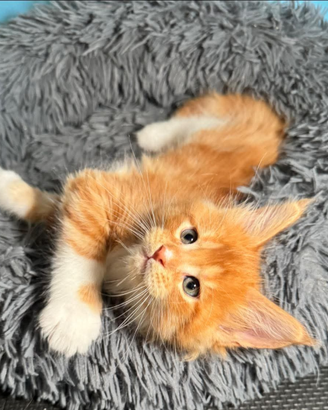 Maine Coon rossi