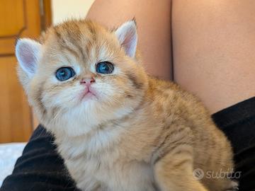 Gatto persiano chinchillà Exotic