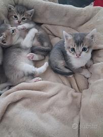 Gattini 1 mese
