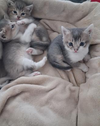 Gattini 1 mese