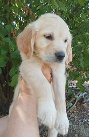 Golden retriever