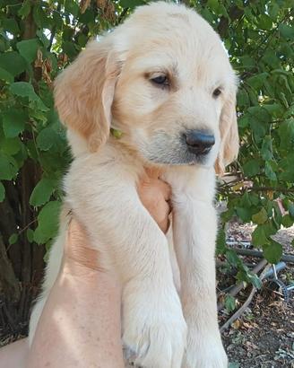 Golden retriever
