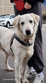 Serena dolcissima mix golden-maremmano