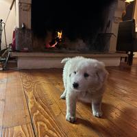 Cuccioli di maremmano abruzzese euro 200
