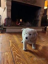 Cuccioli di maremmano abruzzese euro 200