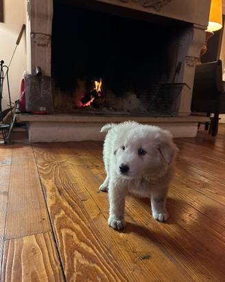 Cuccioli di maremmano abruzzese euro 200