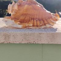 Conchiglia sonora GIGANTE 