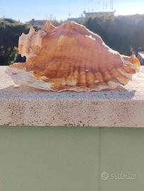 Conchiglia sonora GIGANTE 