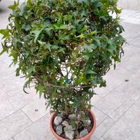 pianta di Edera a foglie piccole in vaso da cm 22 