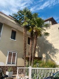Palme adulte 8mt.