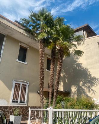 Palme adulte 8mt.