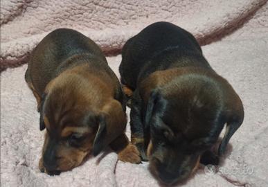 Cuccioli bassotto tedesco standard
