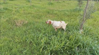 Setter femmina pronta caccia
