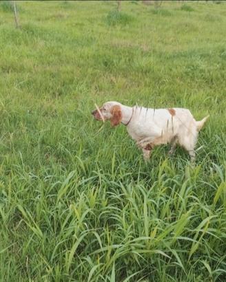 Setter femmina pronta caccia