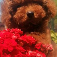 Barbone toy red pedigree enci