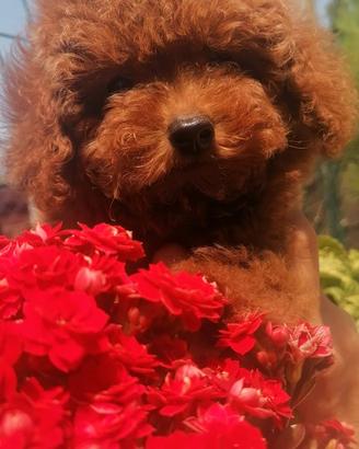 Barbone toy red pedigree enci