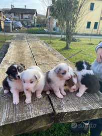 Cuccioli di pastore australiano