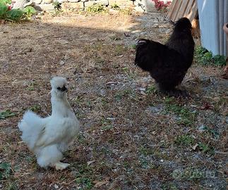 Coppia Galline Moroseta - Produttive e docili