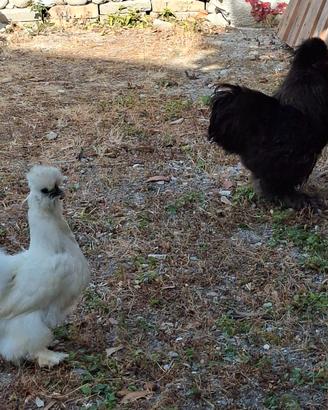 Coppia Galline Moroseta - Produttive e docili